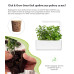 Картридж для розумної фермы Click&Grow, Яблучна м'ята