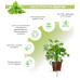 Картридж для розумної фермы Click&Grow, Коріандр