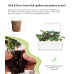 Картридж для розумної фермы Click&Grow, Червона капуста Кейл Картридж для розумної фермы Click&Grow, Червона капуста Кейл