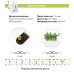 Картридж для розумної фермы Click&Grow, Рукола