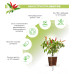 Картридж для розумної фермы Click&Grow, перец чили красный