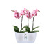 Горшик Elho brussels orchid duo 25х13,4 см прозорий						
