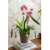 Вазон Lechuza Orchidea 20, сіро-коричневий