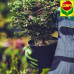 COMPO Тверде добриво для буксус 850 г COMPO