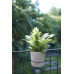 Вазон Elho greenville plant hanger single світлий граніт Вазон Elho greenville plant hanger single світлий граніт